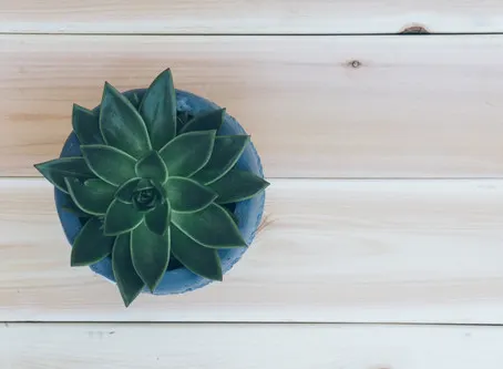 An Interview with a Feng Shui Expert