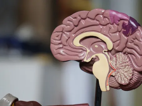 Can We Improve Our Mental Performance by Including our Brain in our Plans for Being Healthy?